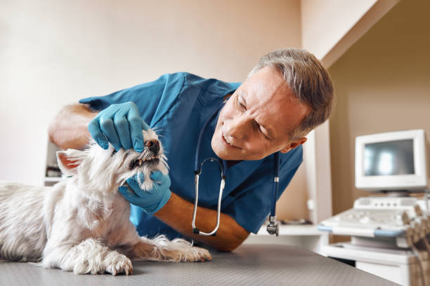 Best Emergency Root Canal Treatment in Long Branch, VA